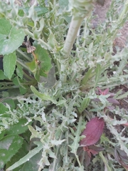 Launaea mucronata