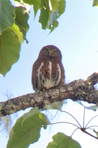 Costa Rican Pygmy Owl (Glaucidium costaricanum)