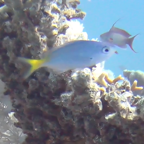 Lunar Fusilier — seen at this dive site