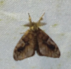 Orgyia papuana