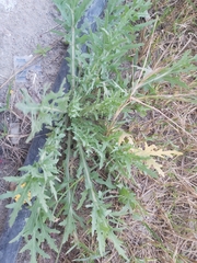 Launaea mucronata