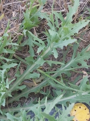 Launaea mucronata