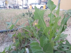 Sonchus oleraceus