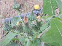 Sonchus oleraceus