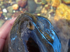 Crepipatella dilatata