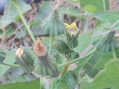 Sonchus oleraceus