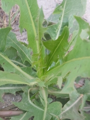 Sonchus oleraceus