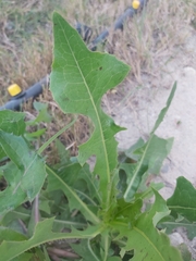 Sonchus oleraceus