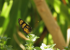 Methona themisto