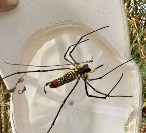 Giant Golden Orbweaver