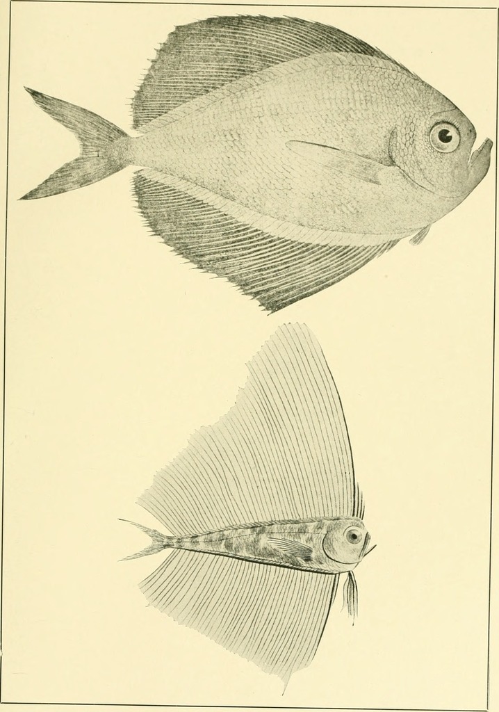 Atlantic Fanfish