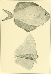 Atlantic Fanfish photo 1