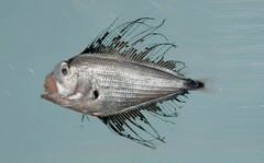 Atlantic Fanfish photo 2