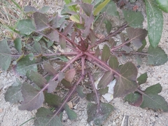 Sonchus oleraceus