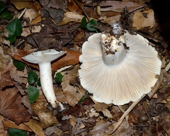 Hygrophorus subsordidus