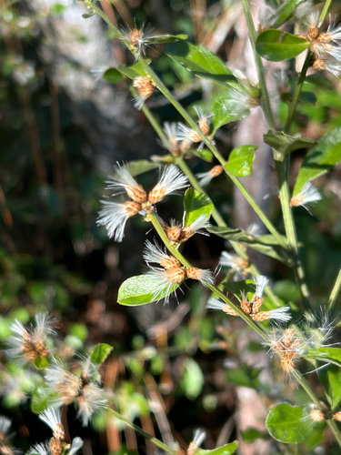 Baccharis glomeruliflora, photograph 6