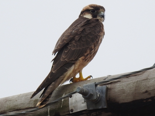 Lanner Falcon (Falco biarmicus)