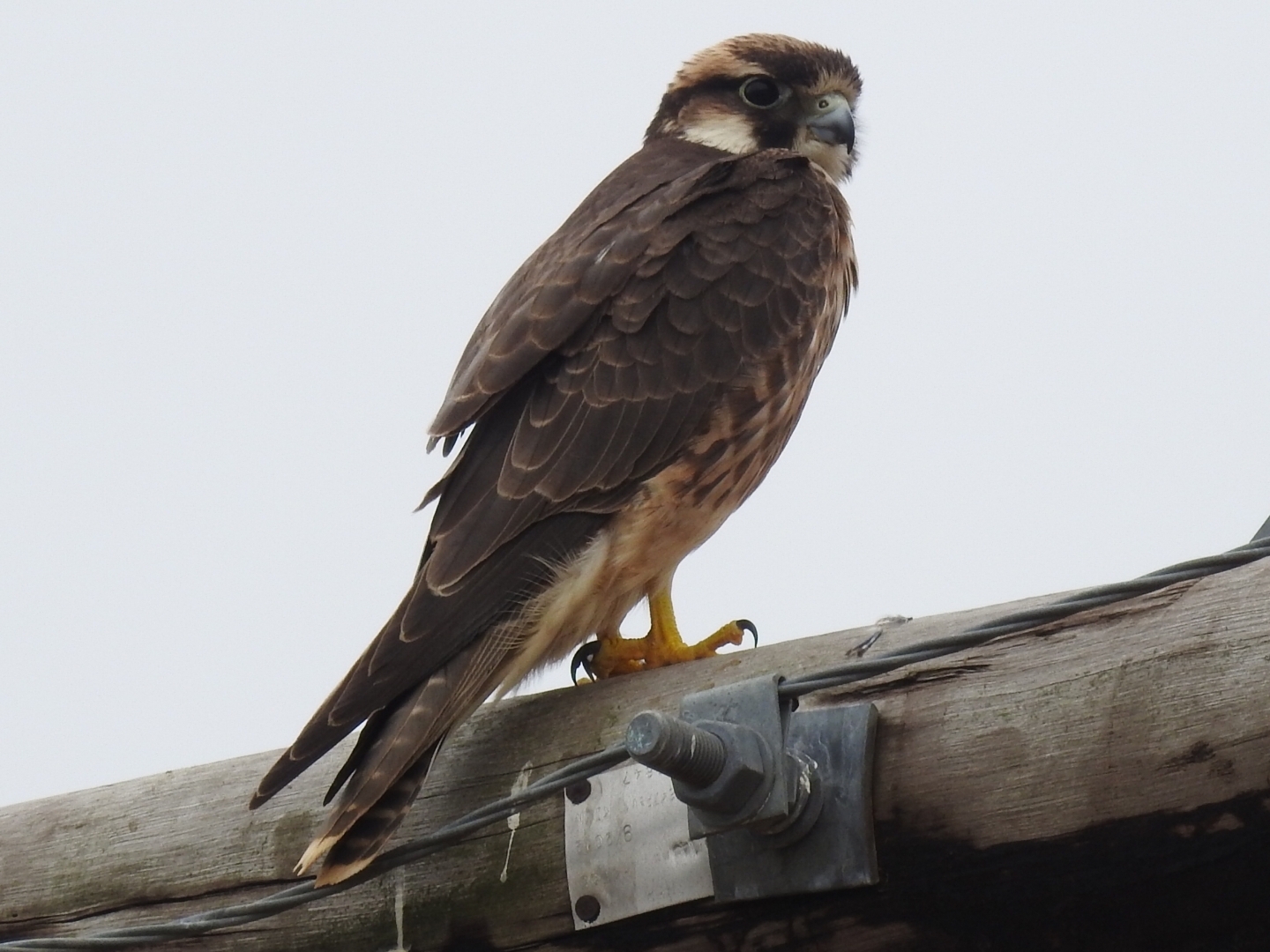 Lanner Falcon (Falco biarmicus), photo 1