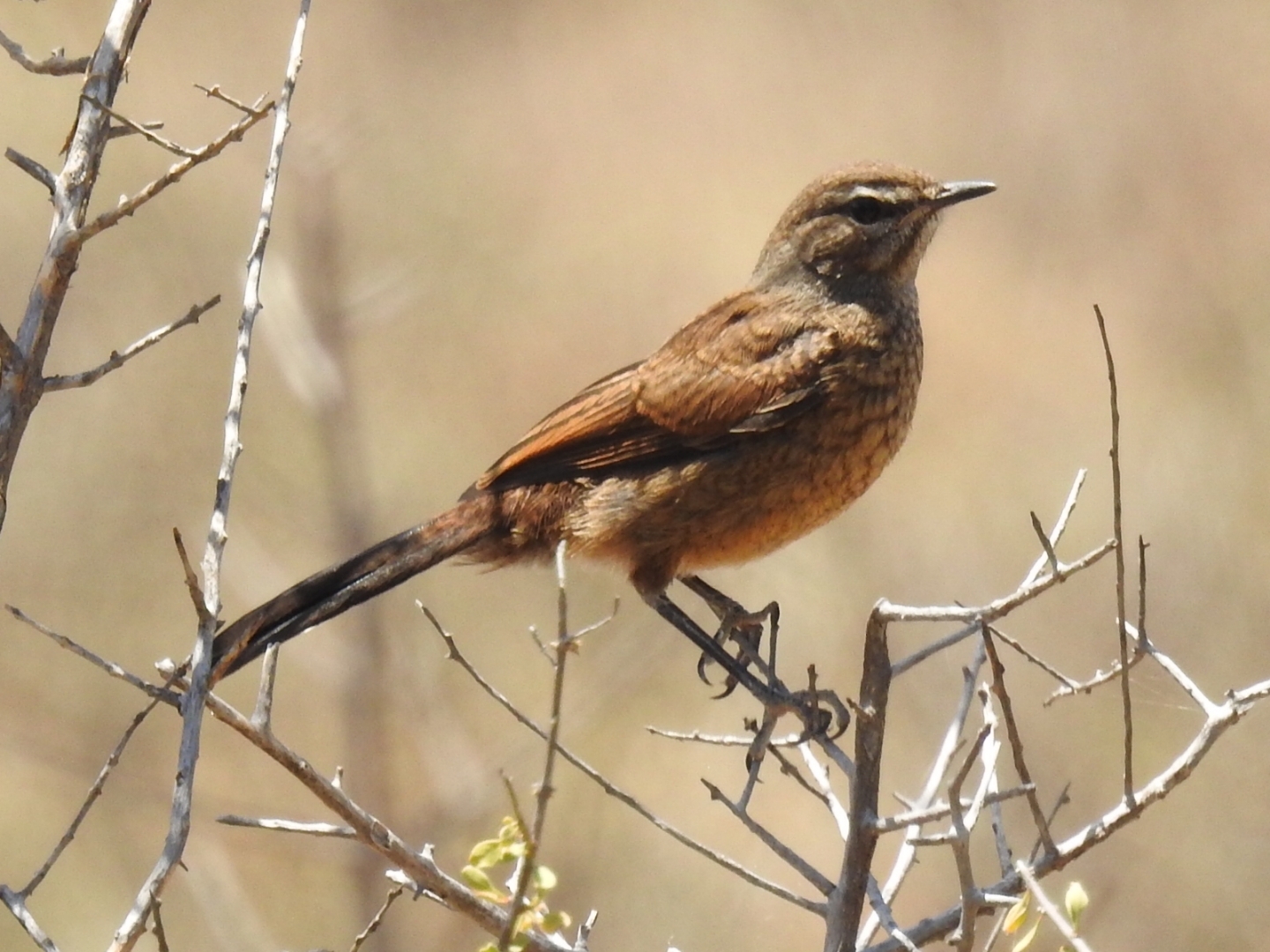 Karoo Scrub Robin (Tychaedon coryphoeus), photo 2