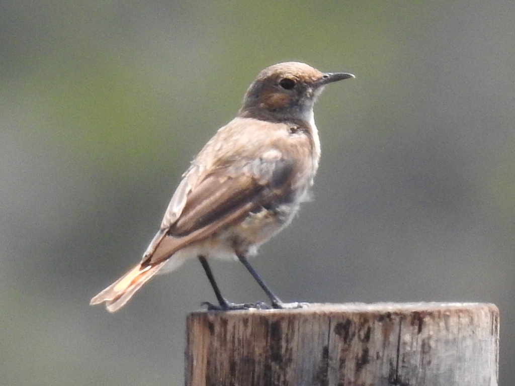 Familiar Chat (Oenanthe familiaris), photo 4