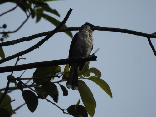 Pycnonotus aurigaster