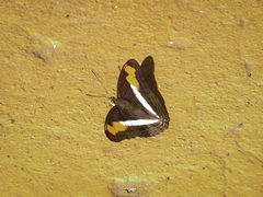 Adelpha plesaure