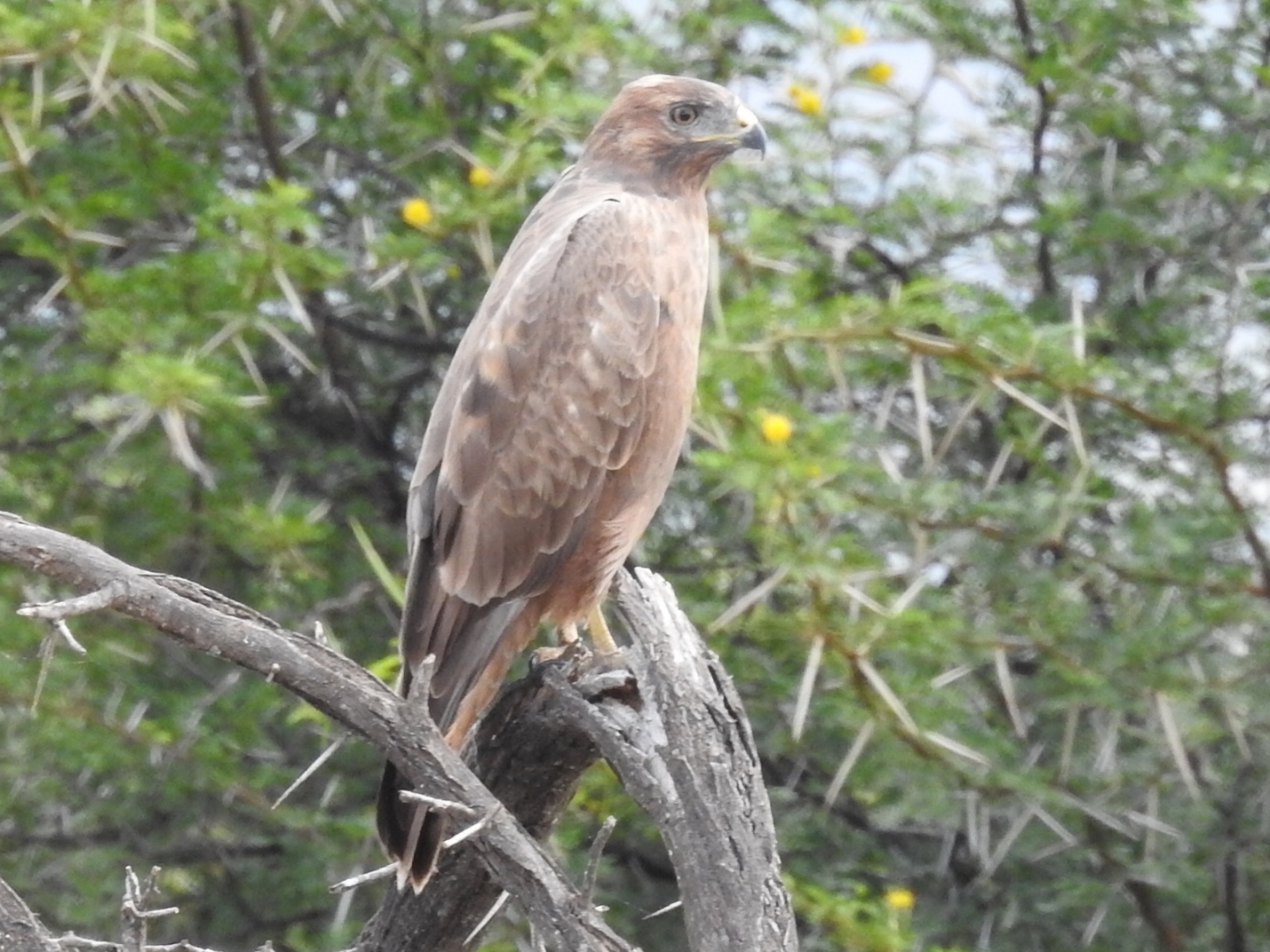 Jackal Buzzard (Buteo rufofuscus), photo 1