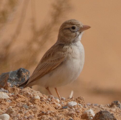 Arabian Lark