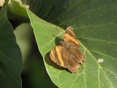 Adelpha lycorias