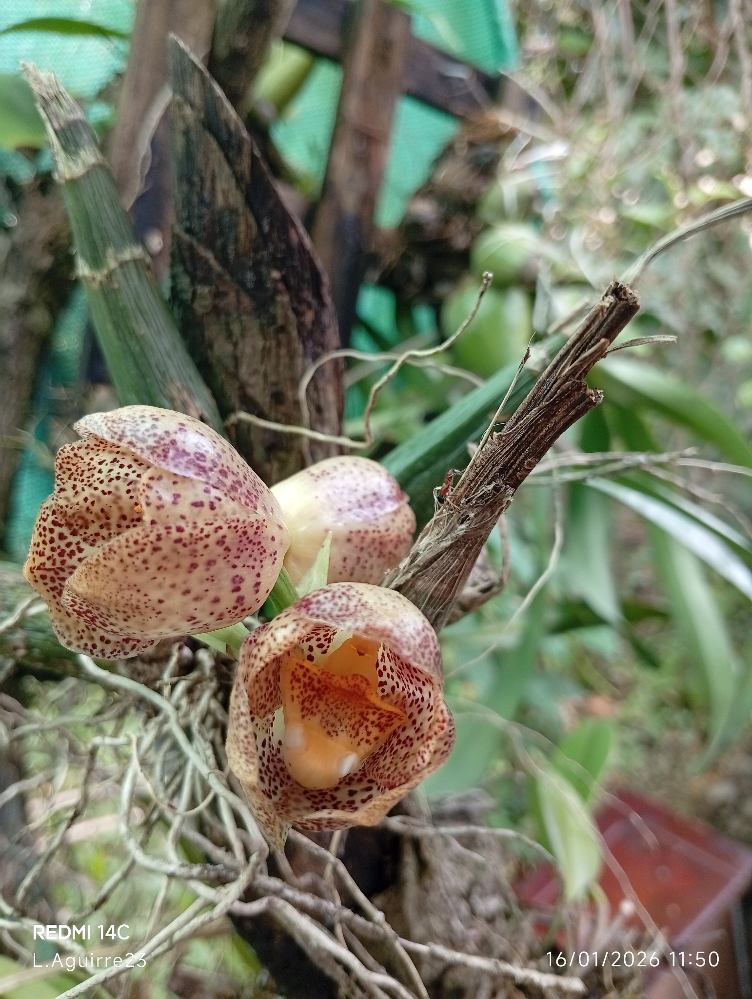 Peristeria guttata