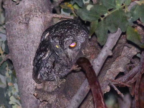 Cyprus Scops Owl (Otus cyprius), photo 8