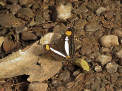 Adelpha serpa