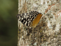Hamadryas fornax