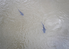 Steindachneridion melanodermatum