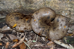 Boletinellus proximus