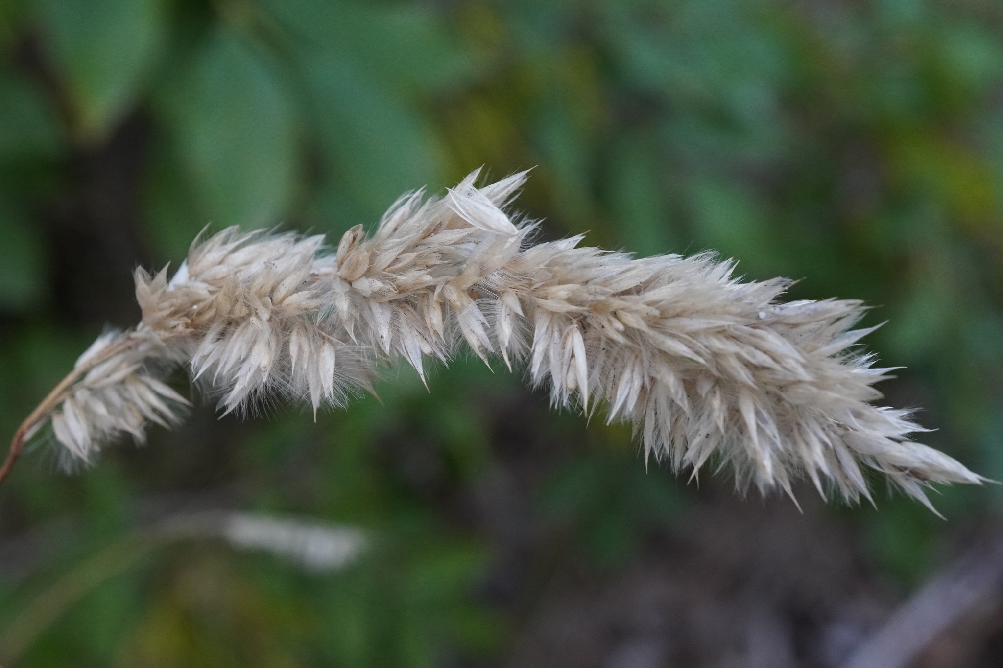 Red Spire (Melica transsilvanica)