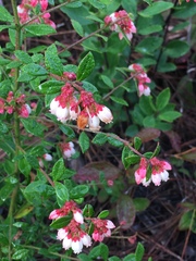 Vaccinium myrsinites image