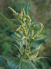 Purple Orache (Atriplex sagittata)