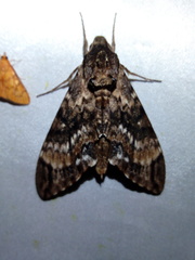 Psilogramma anne