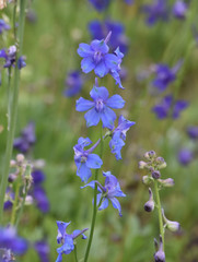 Delphinium hesperium