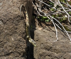 Pseudocordylus subviridis