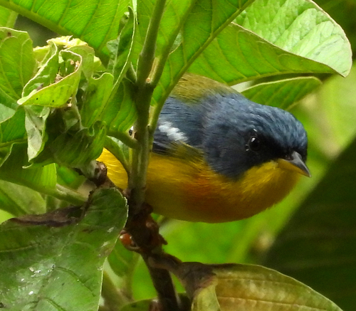 Tropical Parula (Setophaga pitiayumi), photo 3
