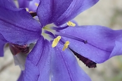 Aristea oligocephala