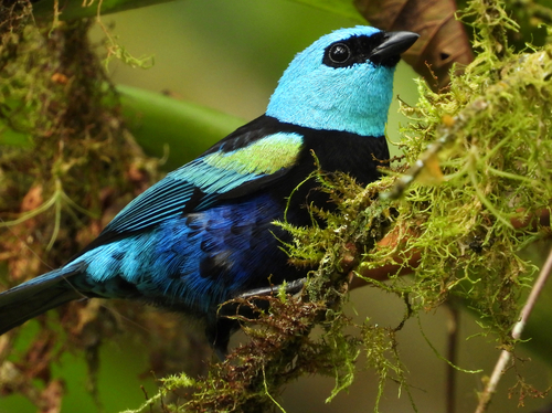 Blue-necked Tanager (Stilpnia cyanicollis), photo 2