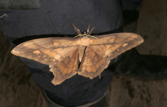 Arsenurinae