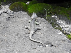 Pseudocordylus subviridis