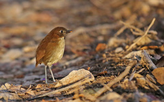 Grallaria flavotincta