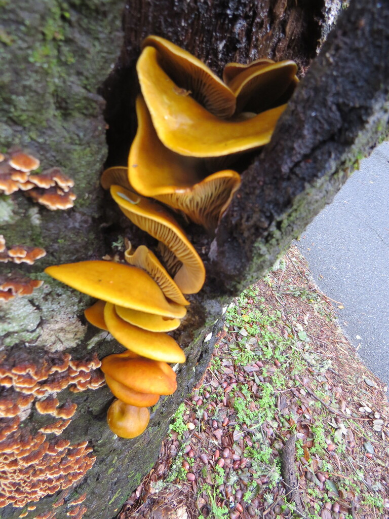Omphalotus olivascens · January 2026 · photo: © garth_harwood (iNaturalist, cc-by)