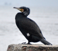 Phalacrocorax carbo