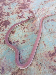 Psammophis mossambicus